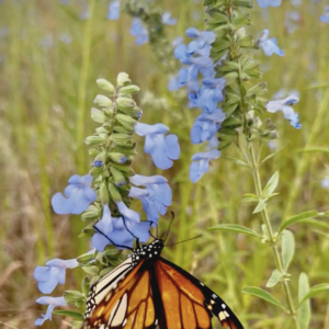 Salvia Azurea (Blue Prairie Sage) Seeds
